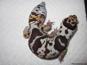 Sold - White Out African Fat-Tailed Gecko (M9F19042614F)