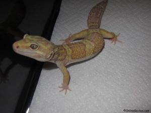 Taken - FREE Pet Gecko - Rainwater Albino 100% het Patternless (Proven Breeder)