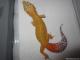 Sold - Giant Super Hypo Tangerine Carrot-Tail (M2F28080114F) 1