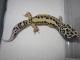 Taken - FREE Pet Gecko - Stripe Bandit Male (M6F13080113M)