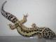 Taken - FREE Pet Gecko - Stripe Bandit Male (M6F13080113M) 1