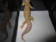 Taken - FREE Pet Gecko - Rainwater Albino 100% het Patternless (Proven Breeder) 1