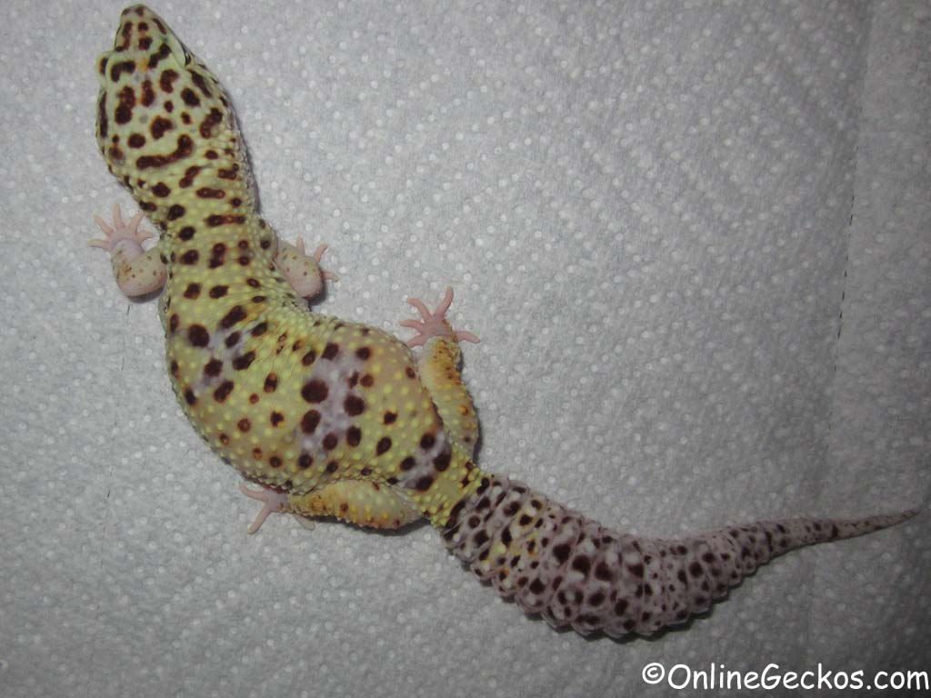 leopard geckos for sale,african fat-tailed,available gecko online,breeder,c...