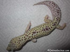 Sold - Giant Mack Snow Eclipse het Tremper Male (MSECLIPSE081414M)