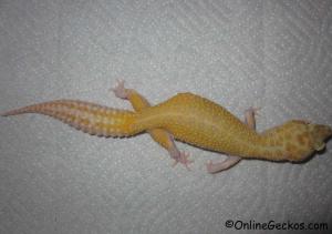 Taken - FREE Pet Gecko - Raptor Female (RAPTOR120710F)