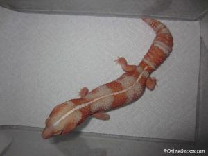 Sold - Stripe Tangerine Albino AFT - Proven Breeder (TANGAFT061112M)