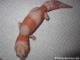 Taken - FREE Pet Gecko - Tangerine Albino African Fat Tail Female (ALBINO052111F)