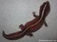 SOLD - Striped Patternless African Fat Tail Gecko Female (M9F18032215F2)