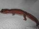 SOLD - Striped Patternless African Fat Tail Gecko Female (M9F18032215F2) 2