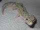 Sold - Giant Mack Snow Eclipse het Tremper Male (MSECLIPSE081414M) 2