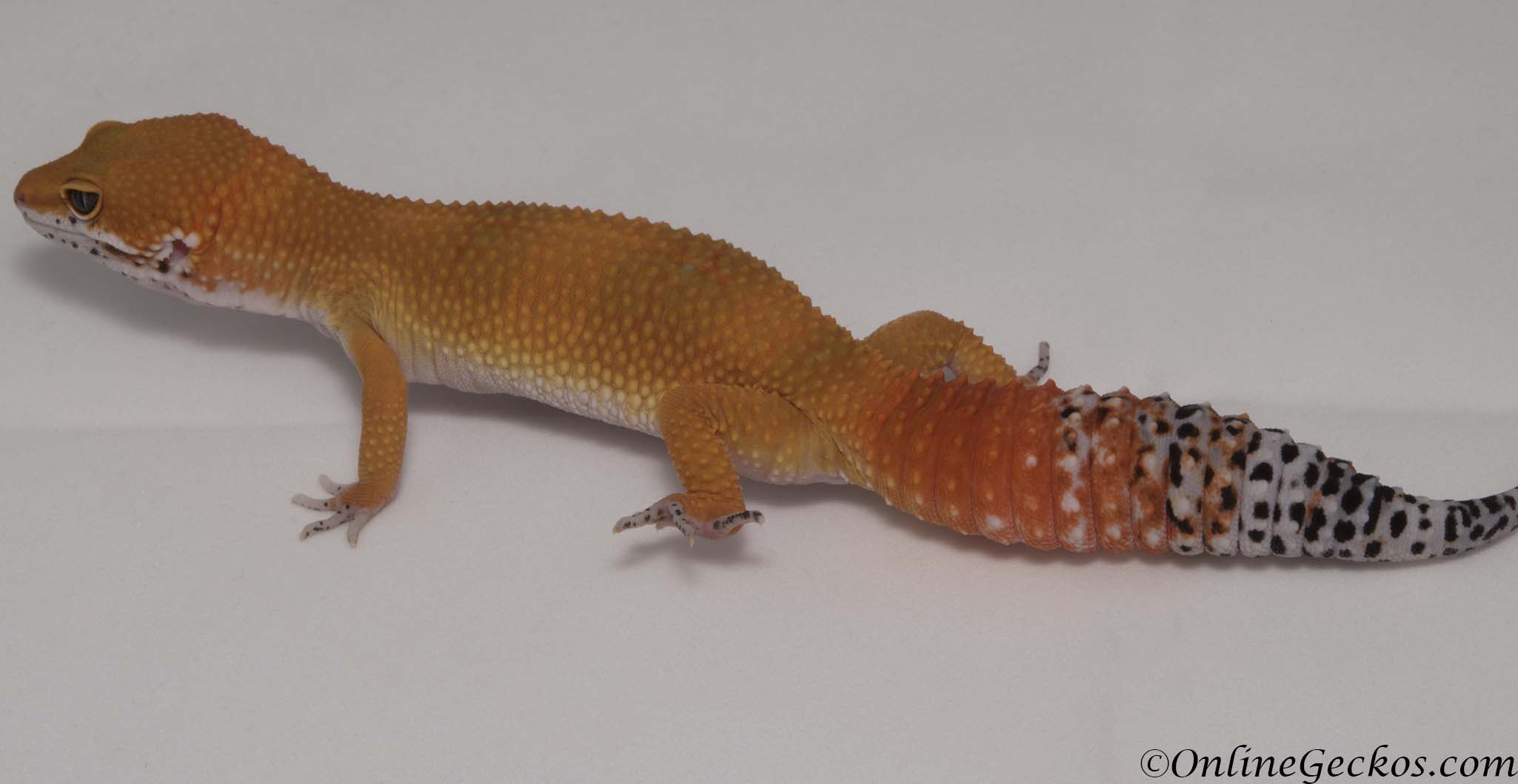 Blood Super Hypo Tangerine Carrot-tail Baldy Leopard Gecko For Sale