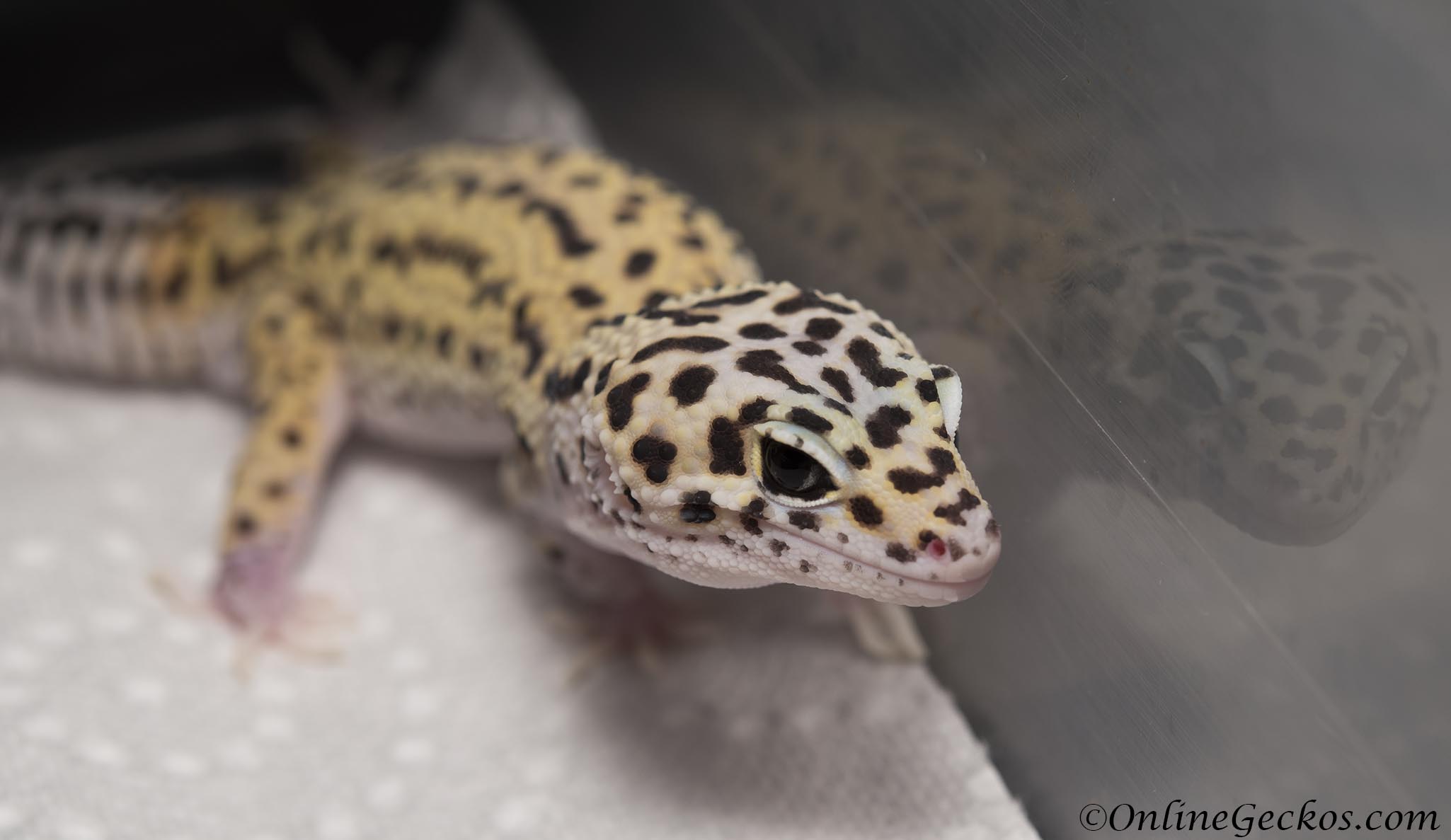 Sold - Eclipse het Radar Male Leopard Gecko For Sale.