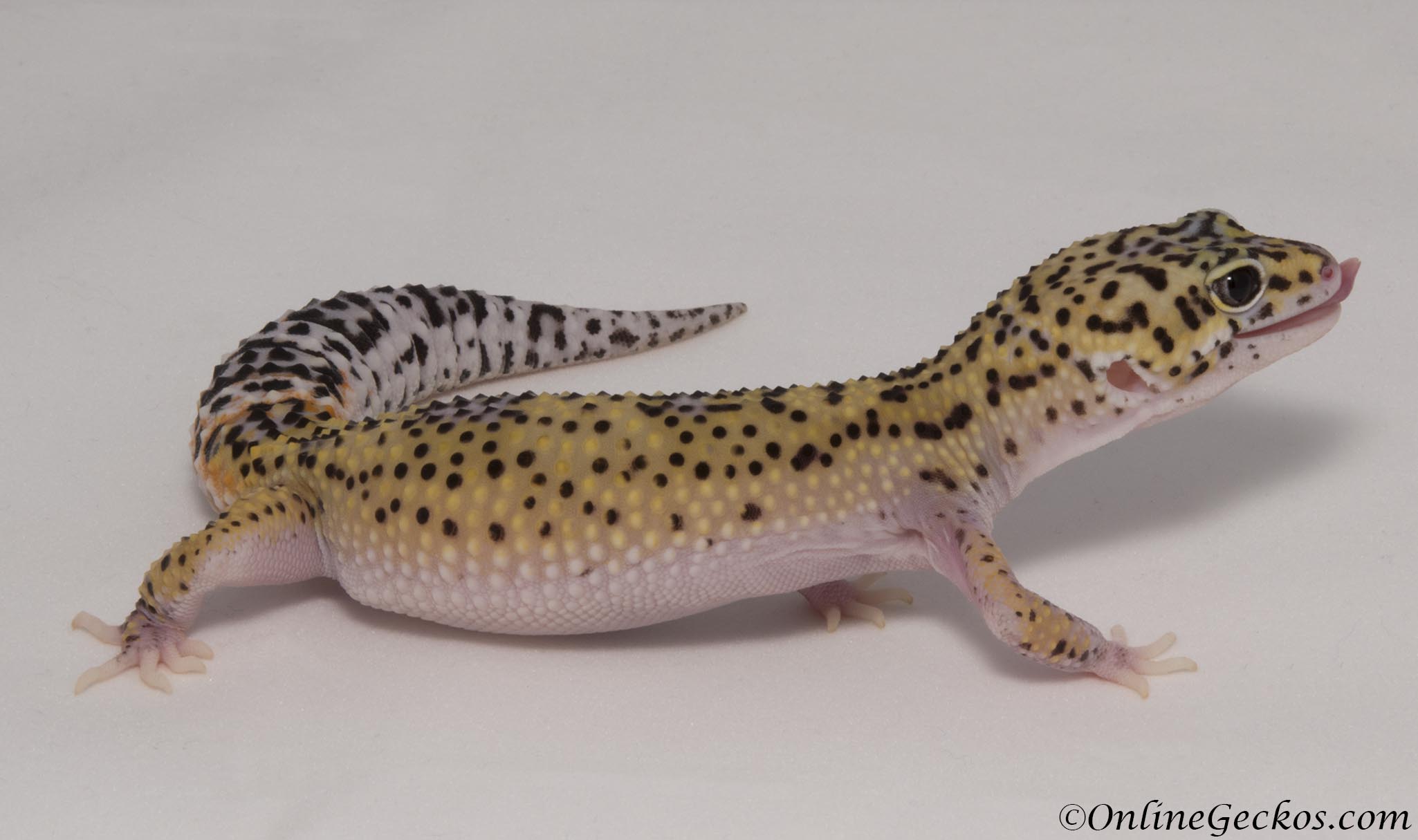 Sold - Eclipse het Radar Female Leopard Gecko For Sale.