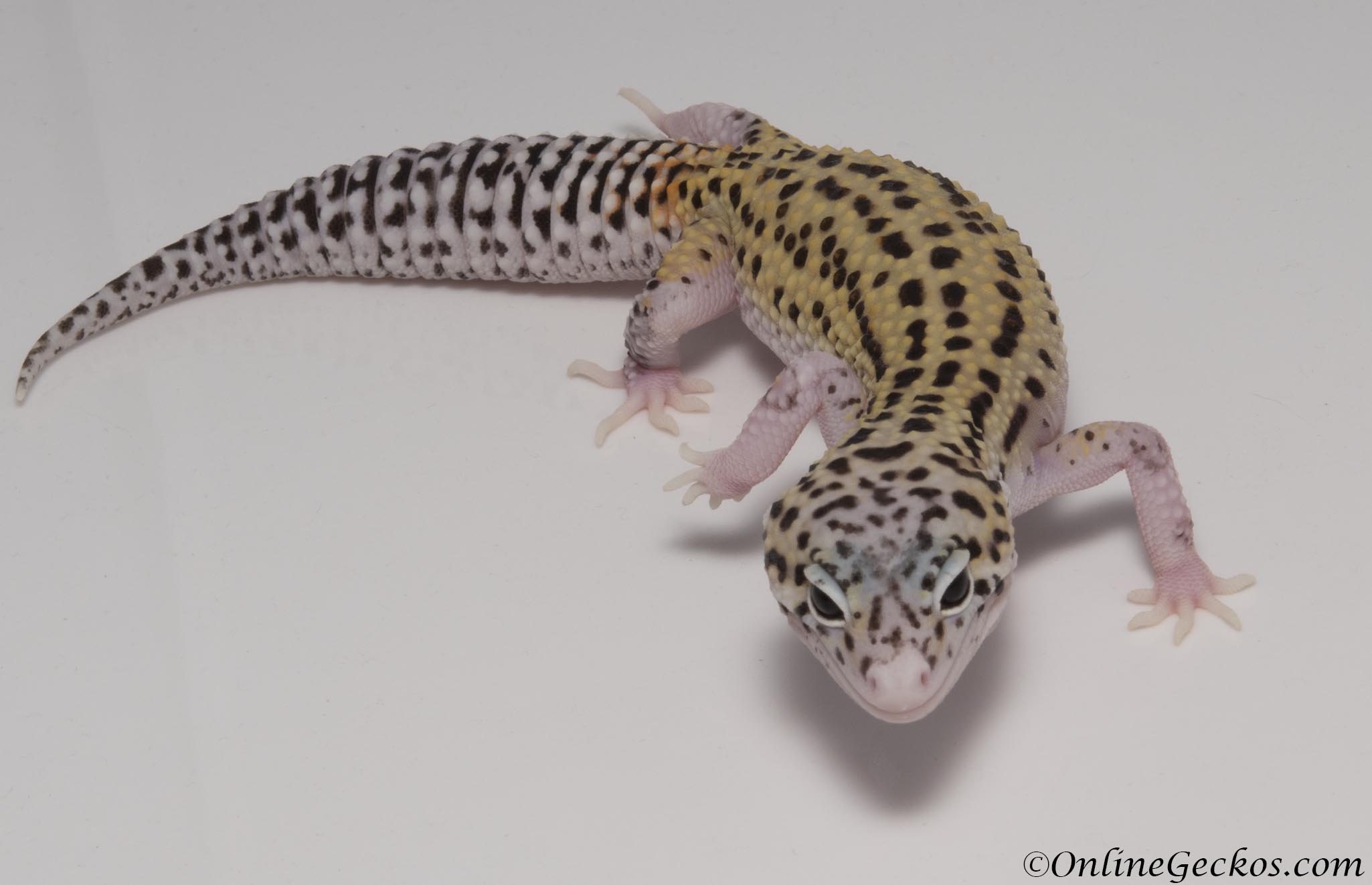 Sold - Mack Snow Eclipse het Radar Female Leopard Gecko For Sale.