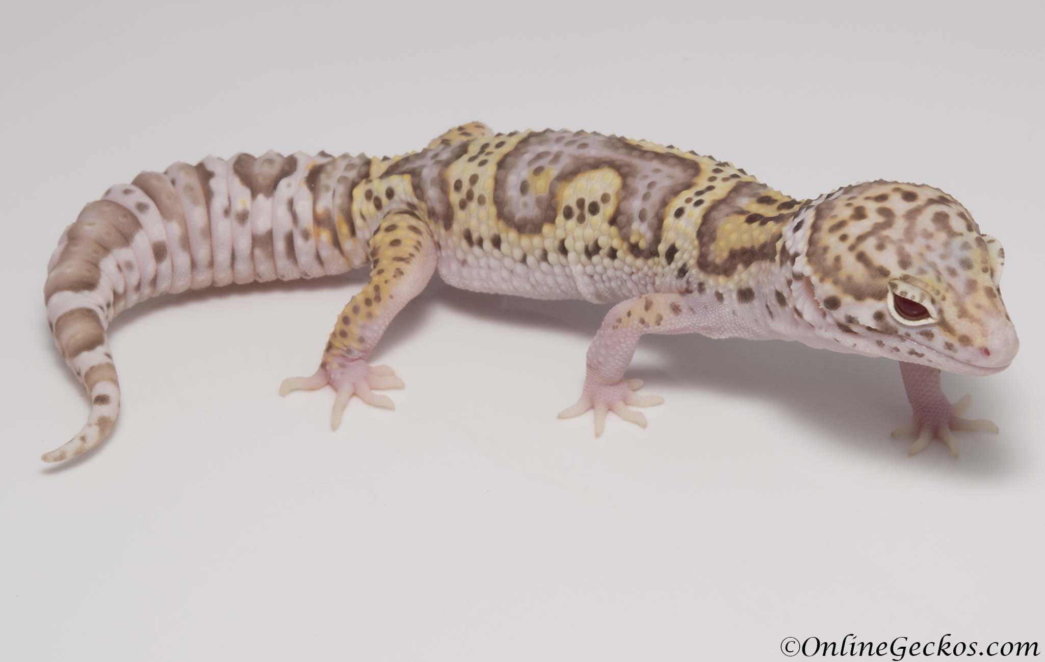 leopard geckos for sale,gecko for sale,mack snow radar,het white knight,het b...