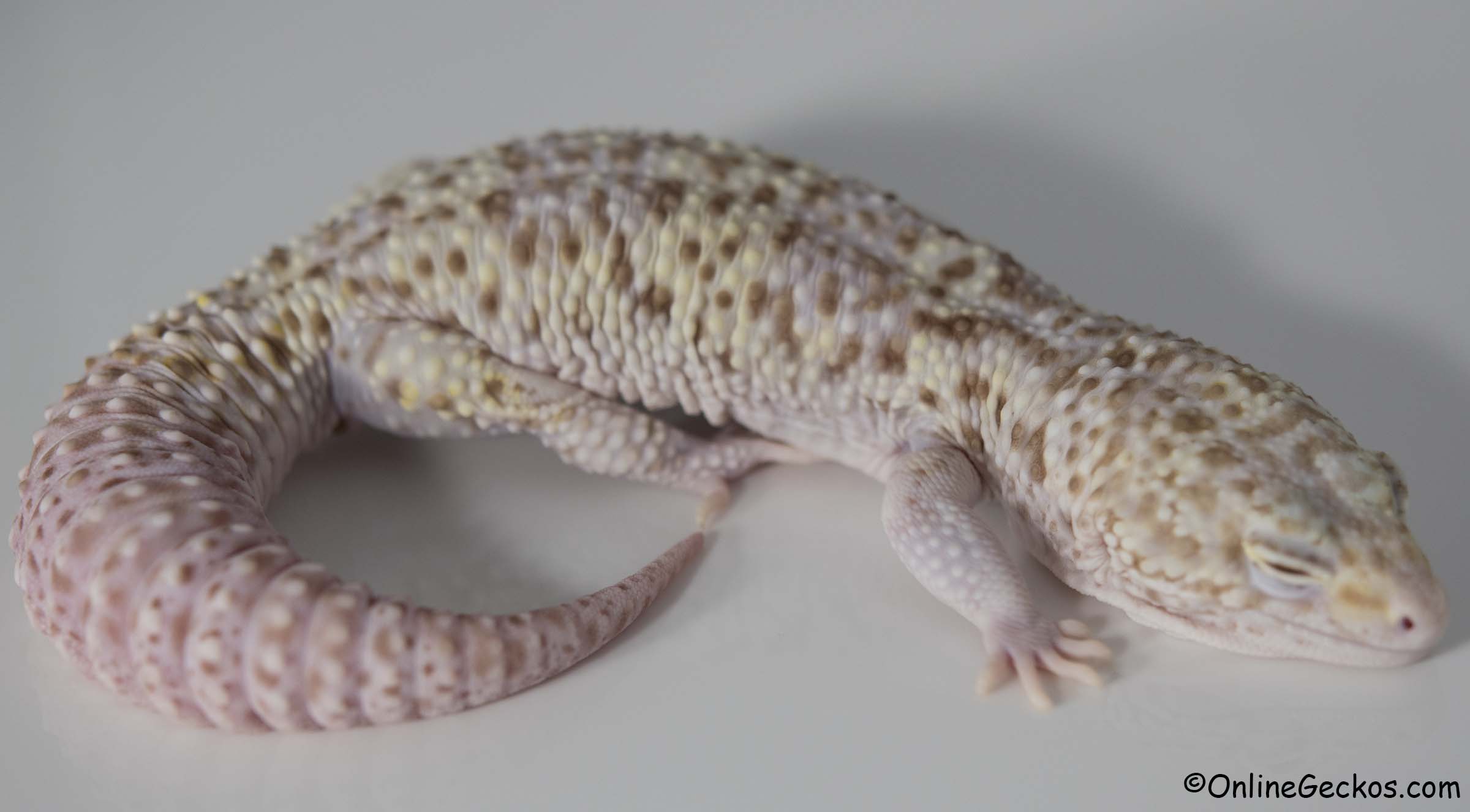 leopard gecko for sale mack snow radar male