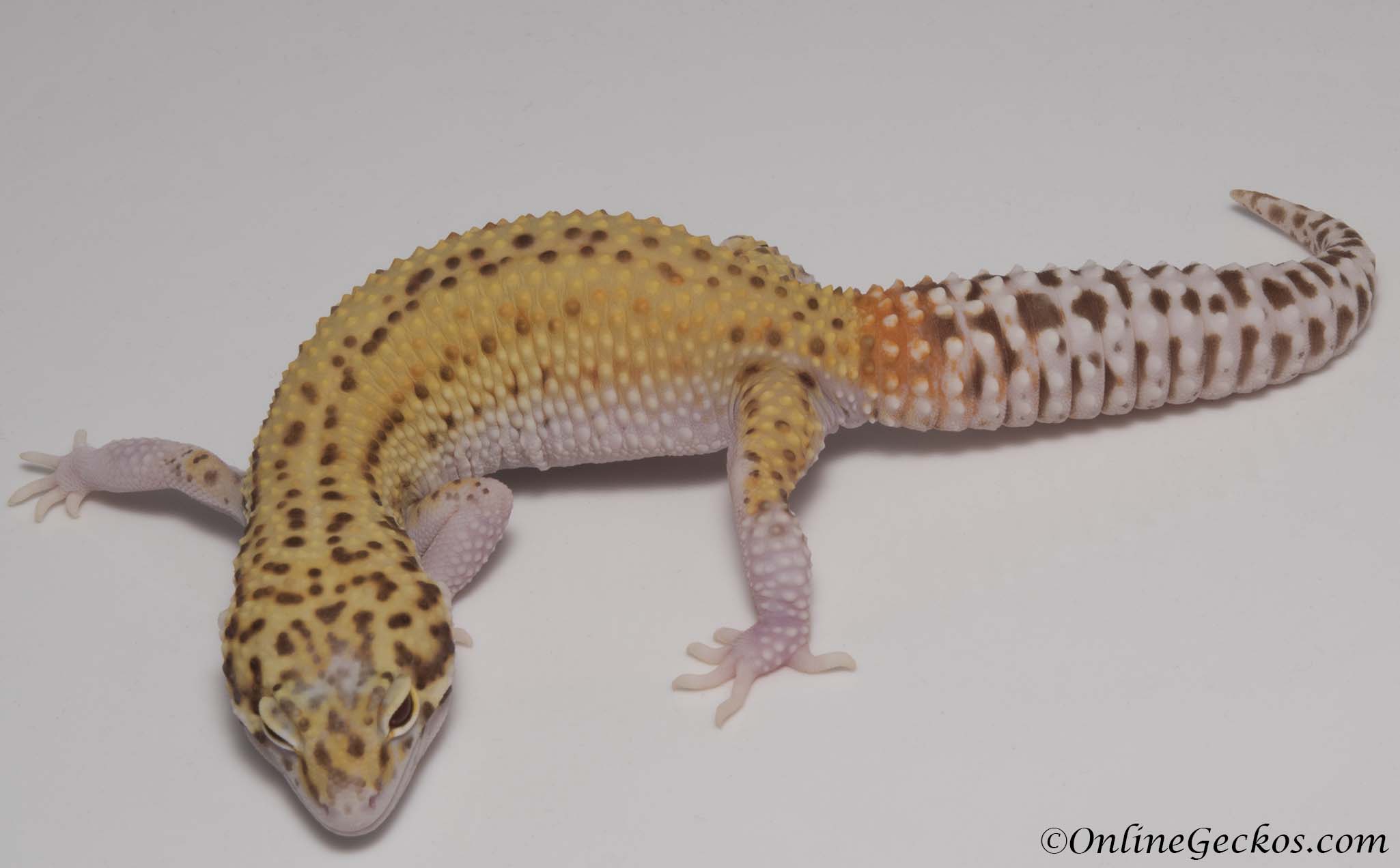 leopard geckos for sale,gecko for sale,bell albino eclipse,radar,female,tan...