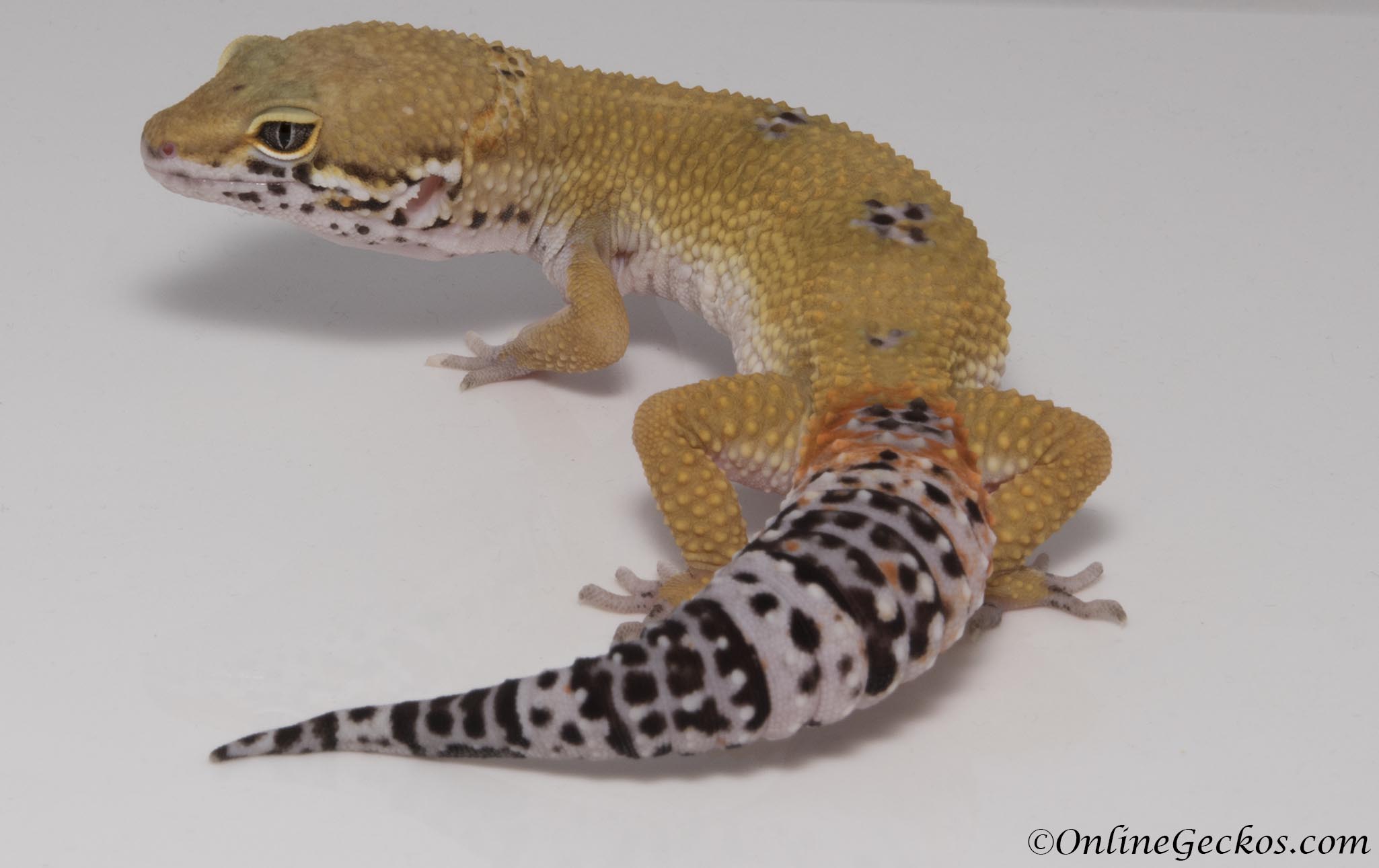 leopard geckos for sale,gecko for sale,white and yellow,W&Y,het radar,h...