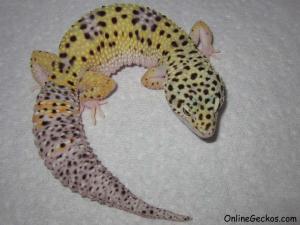 Sold - High Yellow Female