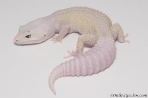 Sold - Bell Blazing Blizzard het White Knight Female Leopard Gecko For Sale BB081815F