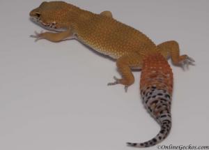 leopard-gecko-for-sale-blood-super-hypo-tangerine-carrot-tail-female-M17F69092417F2