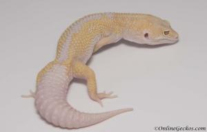 Sold - Mack Snow Tremper Albino het Diablo Blanco Male Leopard Gecko For Sale