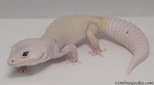 Sold - Bell Blazing Blizzard Leopard Gecko For Sale