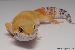 Sold - Super Hypo Tangerine Carrot-tail Baldy het Tremper Leopard Gecko For Sale