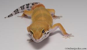 leopard-gecko-for-sale-super-hypo-tangerine-carrot-tail-baldy-M17F60072517F