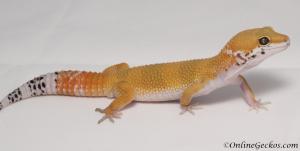 Sold - Super Hypo Tangerine Carrot-tail Baldy het Tremper Male Leopard Gecko For Sale