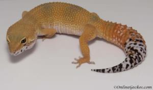 Sold - Super Hypo Tangerine Carrot-tail Baldy het Tremper Albino Female Leopard Gecko For Sale