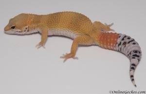 Sold - Super Hypo Tangerine Carrot-tail Baldy het Tremper Female Leopard Gecko For Sale