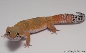 leopard-gecko-for-sale-super-hypo-tangerine-carrot-tail-baldy-het-tremper-M17F60072417F