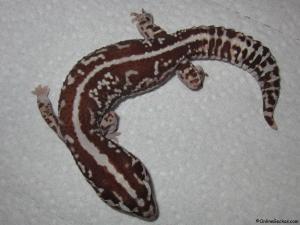 Sold - Striped White Out 100% het Patternless African Fat-Tailed Gecko (Proven Breeder)