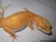 Sold - Giant Tremper Sunglow Female 2