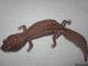 Sold - Patternless African Fat-Tailed Gecko Female (Proven Breeder)