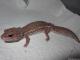 Sold - Patternless African Fat-Tailed Gecko Female (Proven Breeder) 1