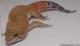 Sold - Blood Super Hypo Tangerine Carrot-tail het Tremper Albino Female Leopard Gecko For Sale 1