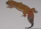 Sold - Blood Super Hypo Tangerine Carrot-tail het Tremper Albino Female Leopard Gecko For Sale