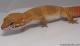 Sold - Blood Super Hypo Tangerine het Tremper Male Leopard Gecko For Sale M17F69082817M 1