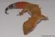 Sold - Blood Super Hypo Tangerine het Tremper Male Leopard Gecko For Sale M17F69082817M