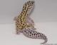 Sold - Eclipse het Radar Male Leopard Gecko For Sale 1