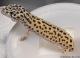 Sold - Eclipse het Radar Male Leopard Gecko For Sale 2
