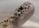 Sold - Eclipse het Radar Male Leopard Gecko For Sale 3