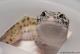 Sold - Eclipse het Radar Male Leopard Gecko For Sale 4
