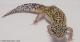 Sold - Eclipse het Radar Female Leopard Gecko For Sale 1