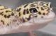 Sold - Eclipse het Radar Female Leopard Gecko For Sale 2