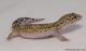 Sold - Eclipse het Radar Female Leopard Gecko For Sale