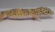 Sold - Eclipse het Radar Female Leopard Gecko For Sale M4F57070717F2 1
