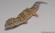 Sold - Eclipse het Radar Female Leopard Gecko For Sale M4F57070717F2